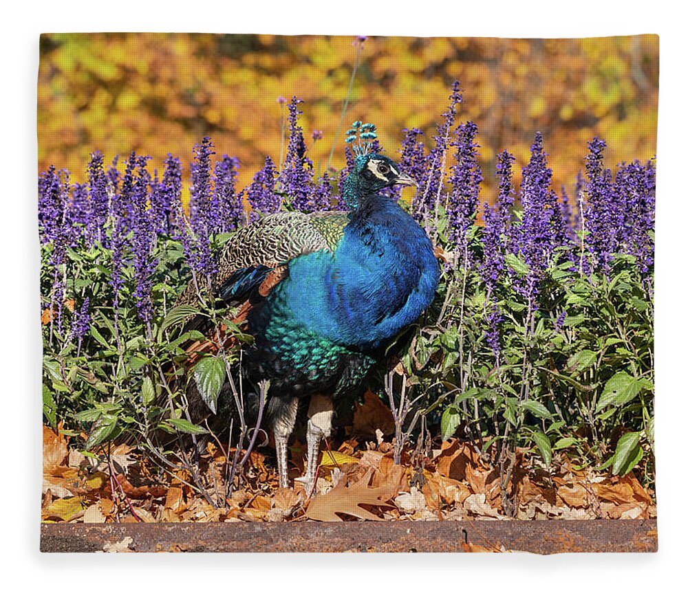 Peacock Fleece Blanket featuring the photograph Peacock In Autumn Flowers And Leaves by Artur Bogacki