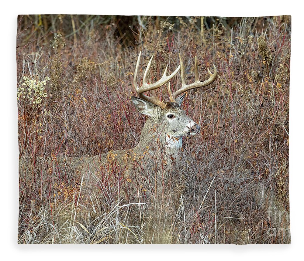 Deer Fleece Blanket featuring the photograph Perfection by Douglas Kikendall