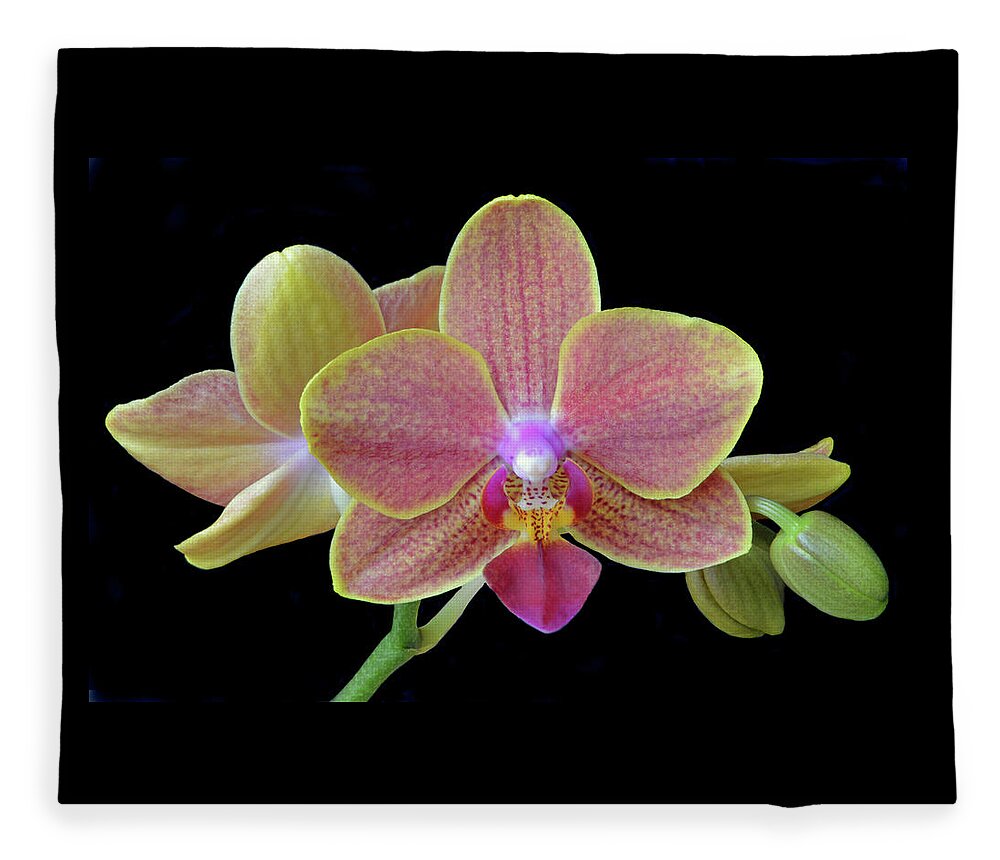 Orchids Fleece Blanket featuring the photograph Phalaenopsis Miniature Orchids by Terence Davis