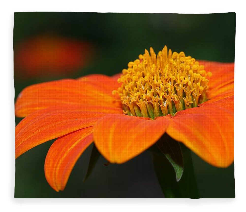 Mexican Sunflower Fleece Blanket featuring the photograph Pie of Nectar by Mingming Jiang