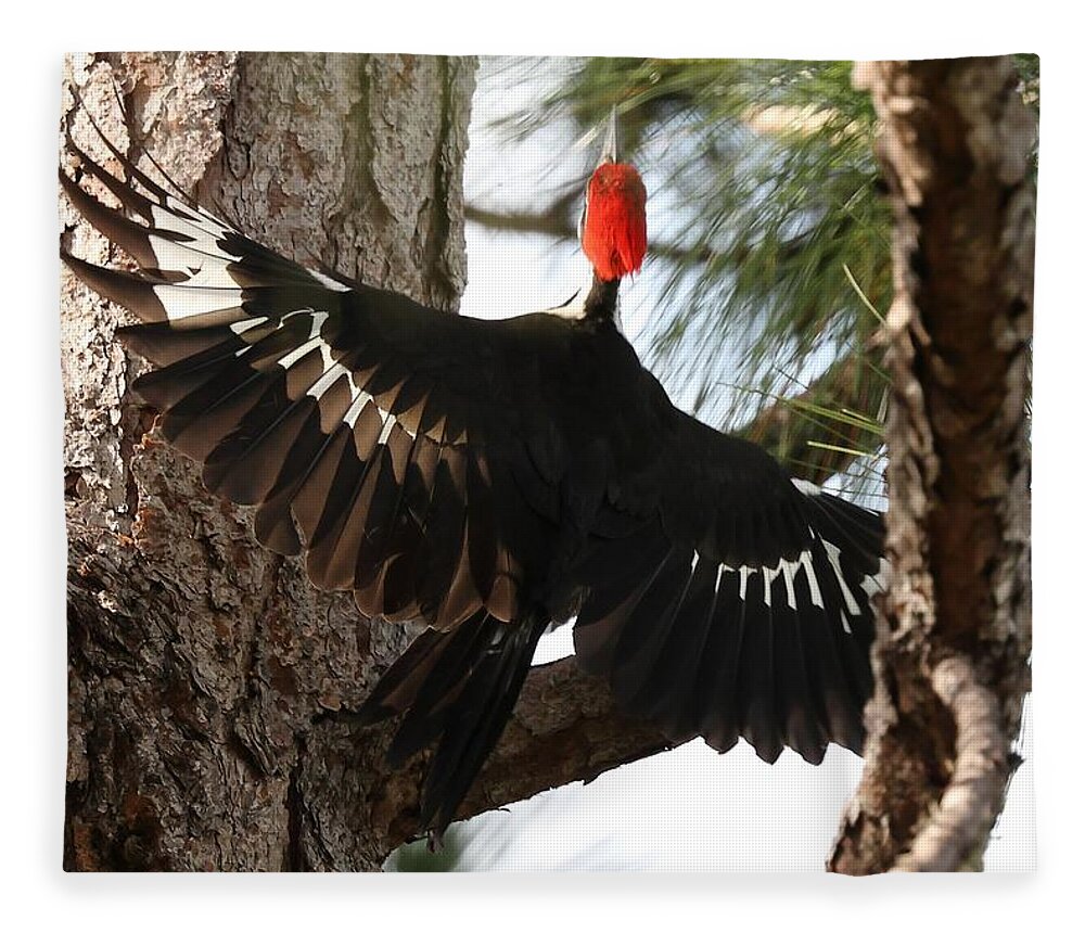Pileated Woodpecker Fleece Blanket featuring the photograph Pileated Woodpecker 2 by Mingming Jiang