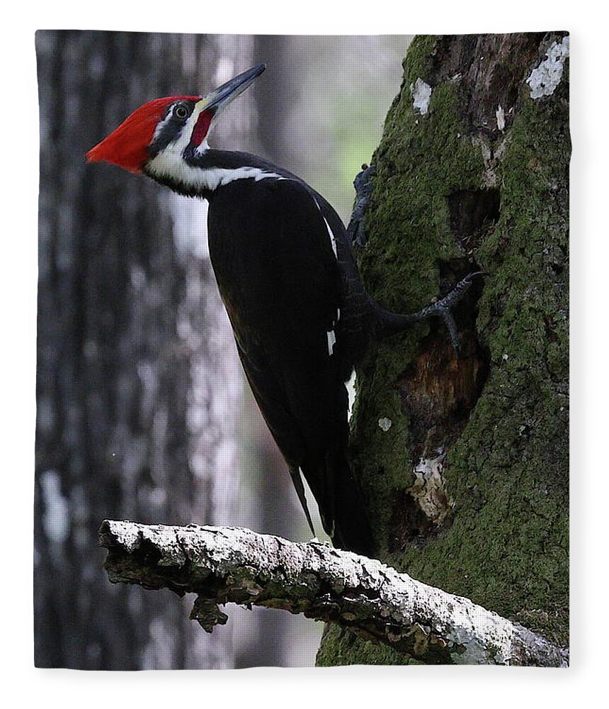 Pileated Woodpecker Fleece Blanket featuring the photograph Pileated Woodpecker 3 by Mingming Jiang