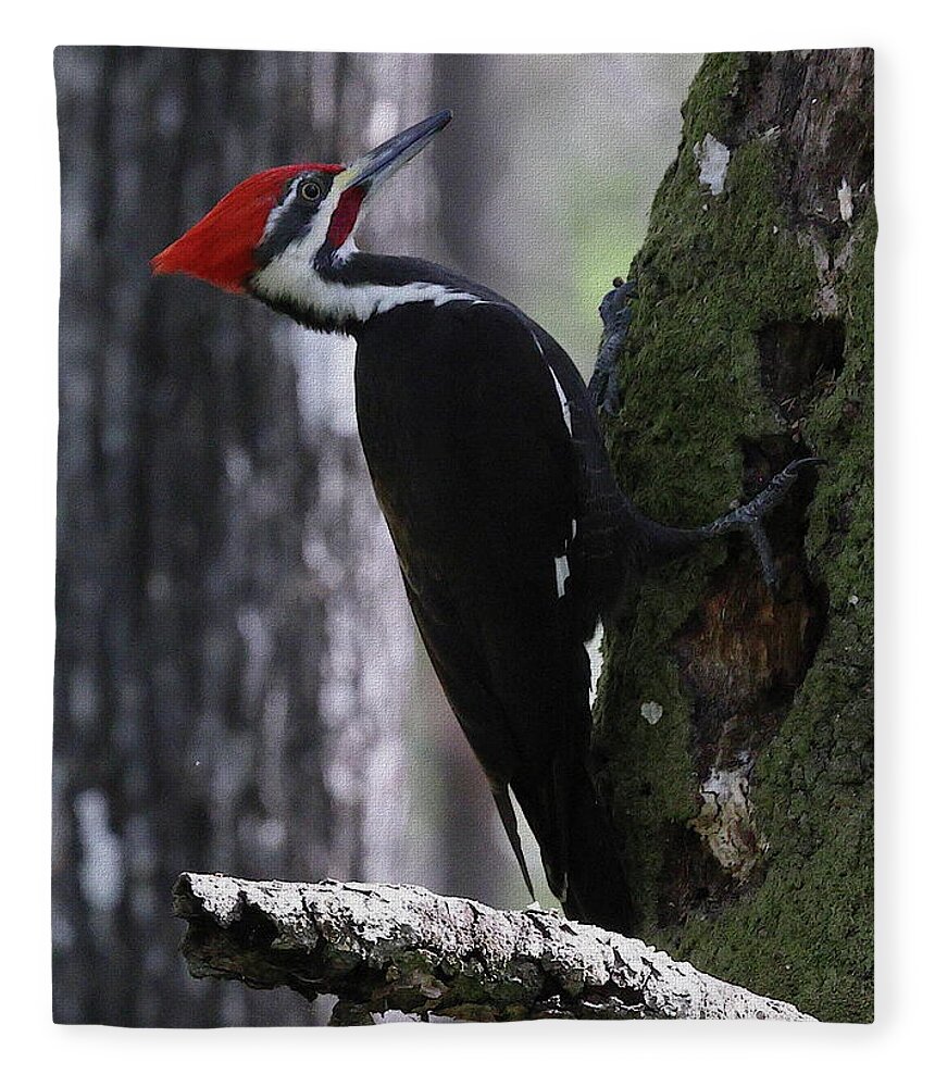 Pileated Woodpecker Fleece Blanket featuring the photograph Pileated Woodpecker 4 by Mingming Jiang