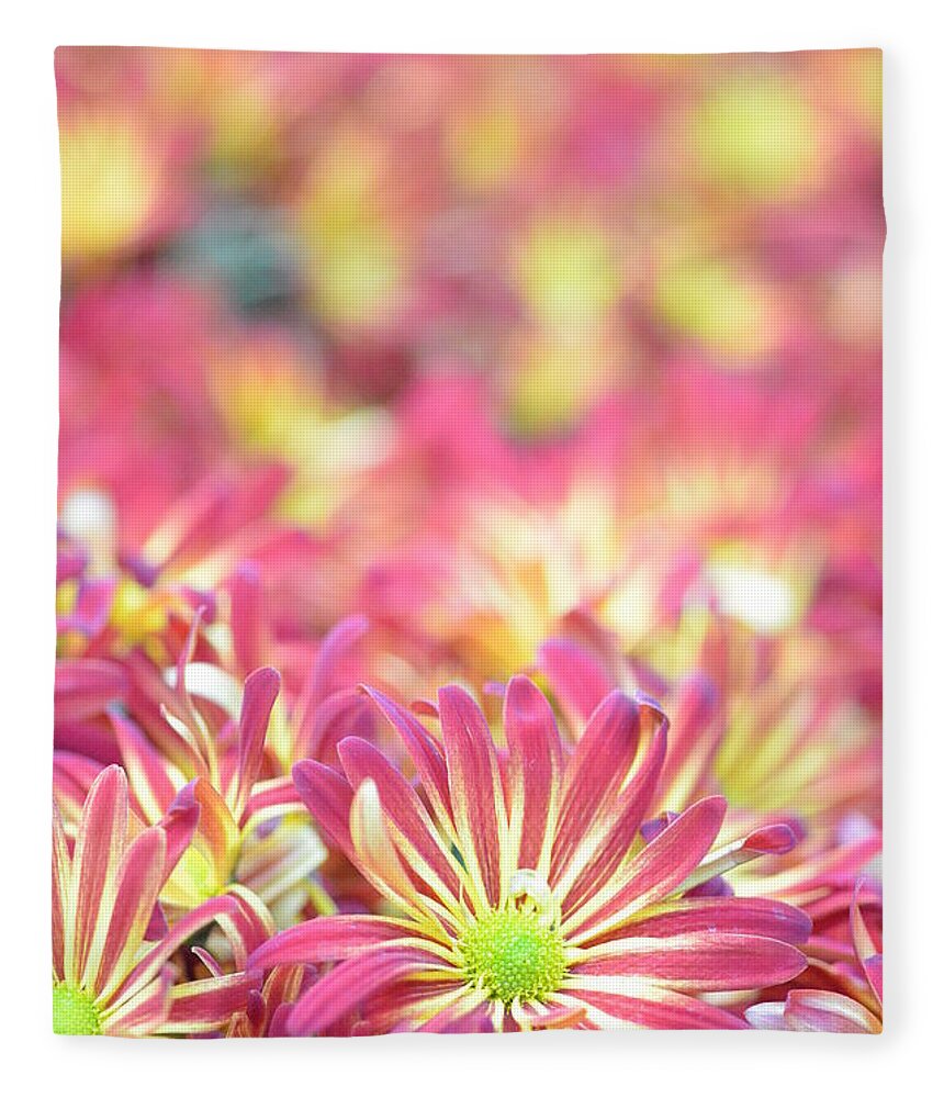 Daisy Fleece Blanket featuring the photograph Pink and Yellow Daisies 1 by Amy Fose