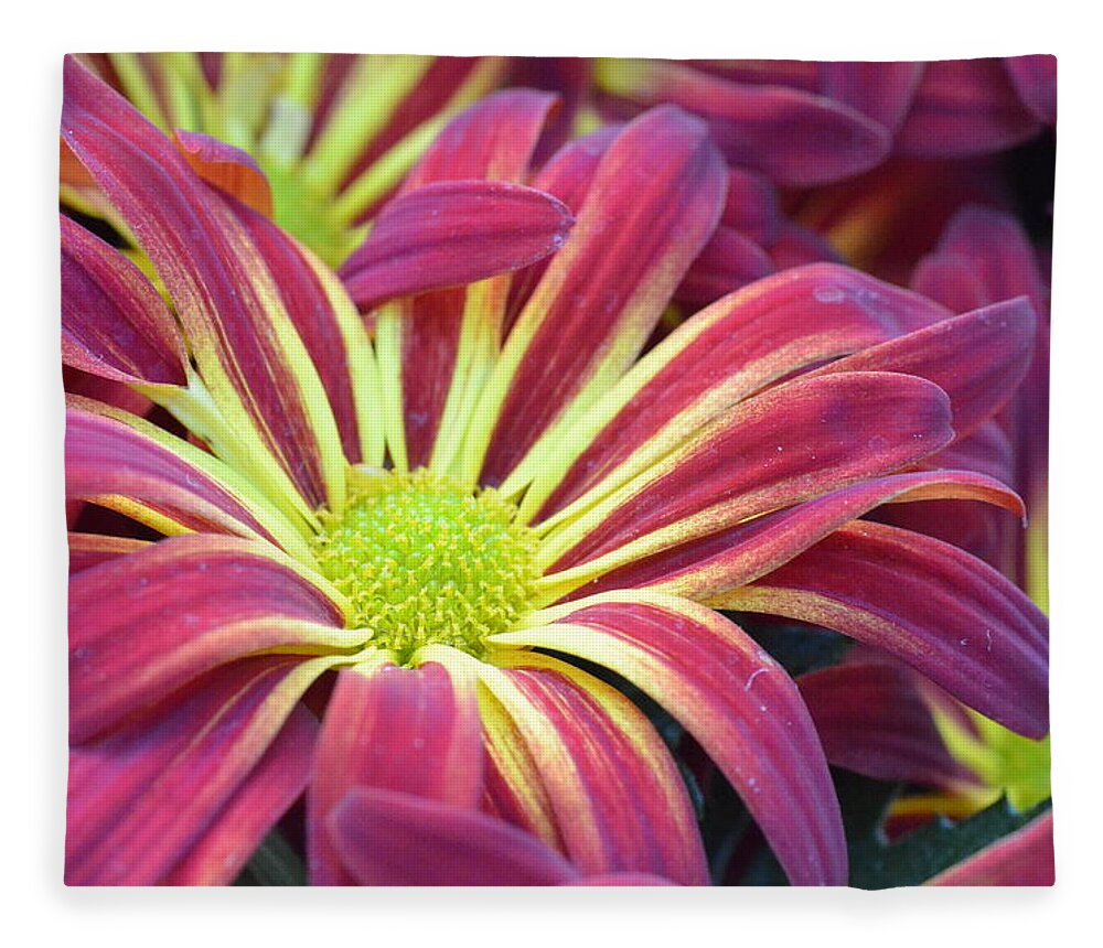 Daisy Fleece Blanket featuring the photograph Pink and Yellow Daisy 1 by Amy Fose