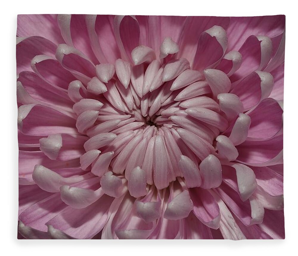 Chrysanthemum Fleece Blanket featuring the photograph Pink Chrysanthemum 3 by Mingming Jiang