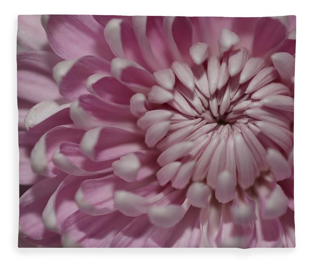 Chrysanthemum Fleece Blanket featuring the photograph Pink Chrysanthemum by Mingming Jiang