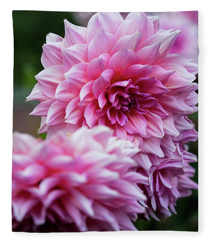Pink Fleece Blanket featuring the photograph Pink Dahlias by Denise Kopko