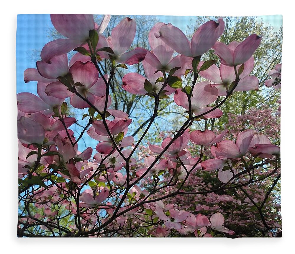 Pink Fleece Blanket featuring the photograph Pink Dogwood Tree in Bloom by Christopher Lotito