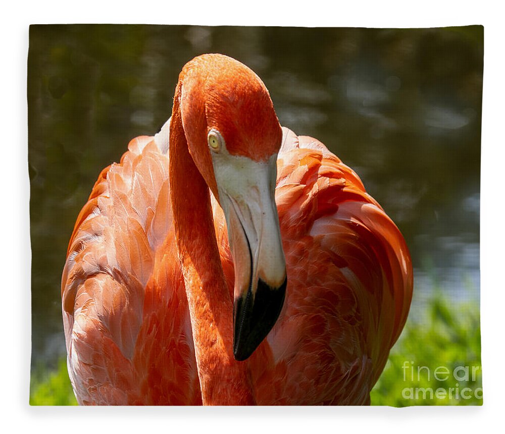 Flamingo Fleece Blanket featuring the photograph Pink Flamingo at Sarasota Jungle Gardens by L Bosco