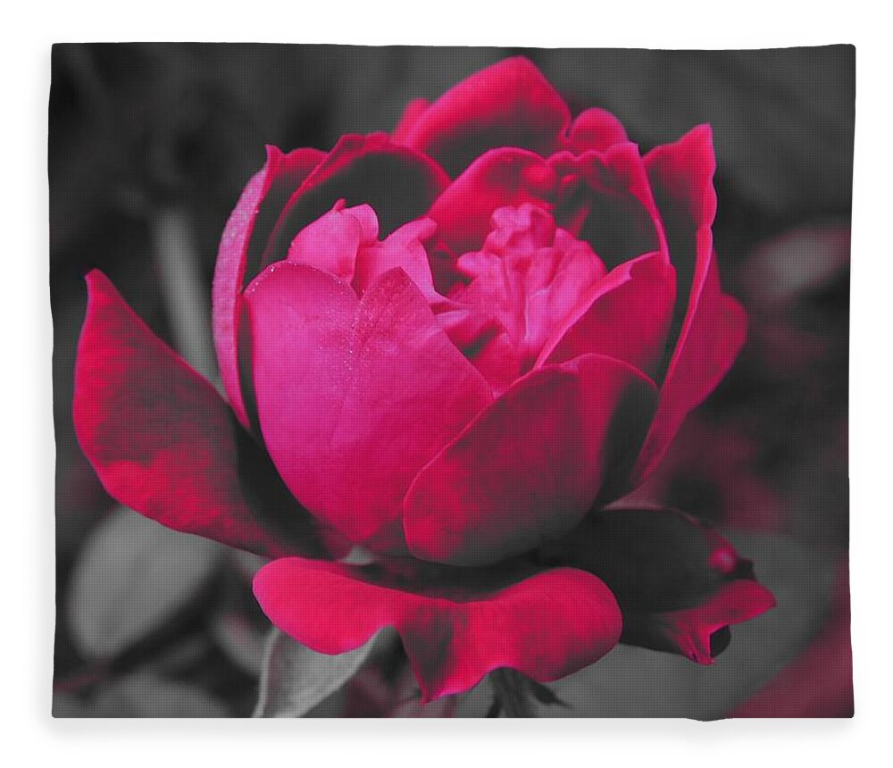 Rose Fleece Blanket featuring the photograph Pink n Gray by Gena Herro