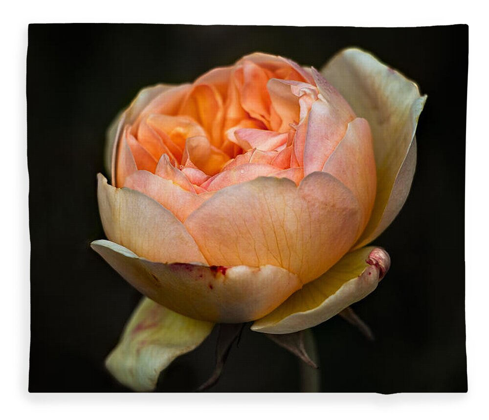 Pink Fleece Blanket featuring the photograph Pink Rose Portrait by Carrie Hannigan