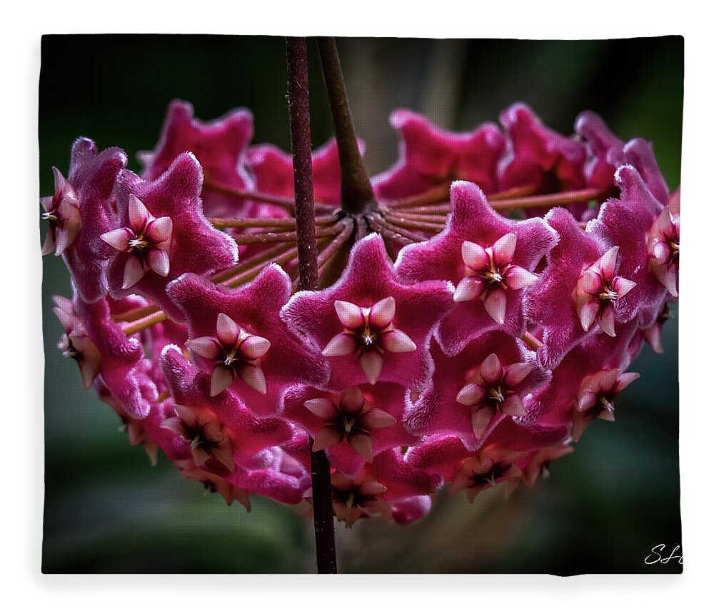 Pink Fleece Blanket featuring the photograph Pink Silver Porcelain Flower by Steven Sparks
