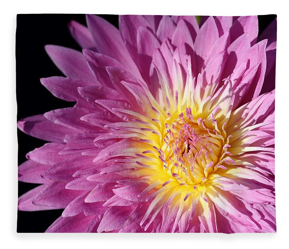 Water Lily Fleece Blanket featuring the photograph Pink Splendor by Mingming Jiang