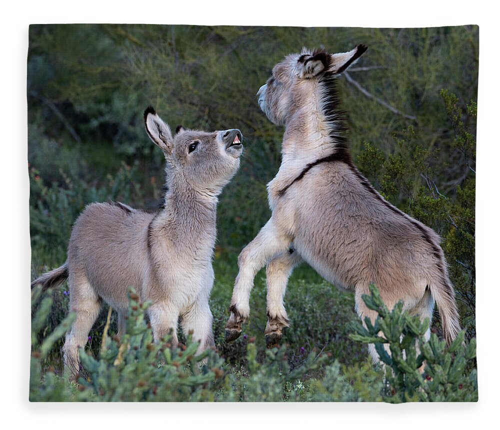 Wild Burros Fleece Blanket featuring the photograph Play Time by Mary Hone