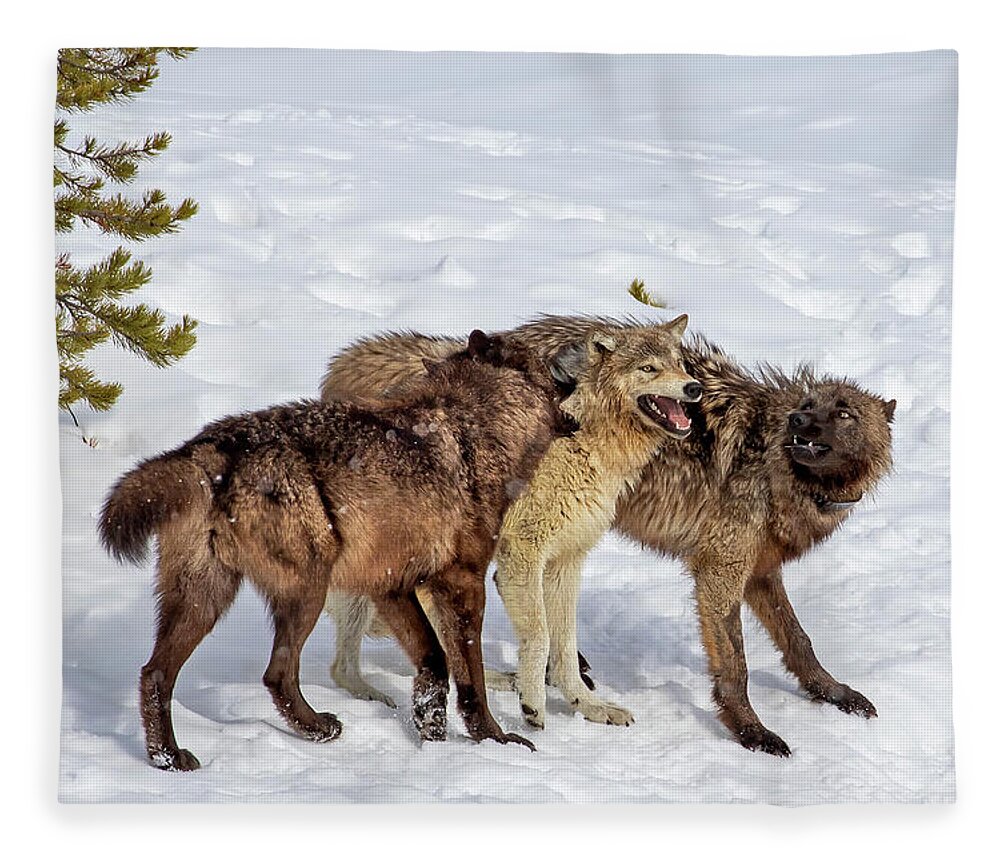 Wolf Fleece Blanket featuring the photograph Playful Wapiti Wolves by Mark Miller