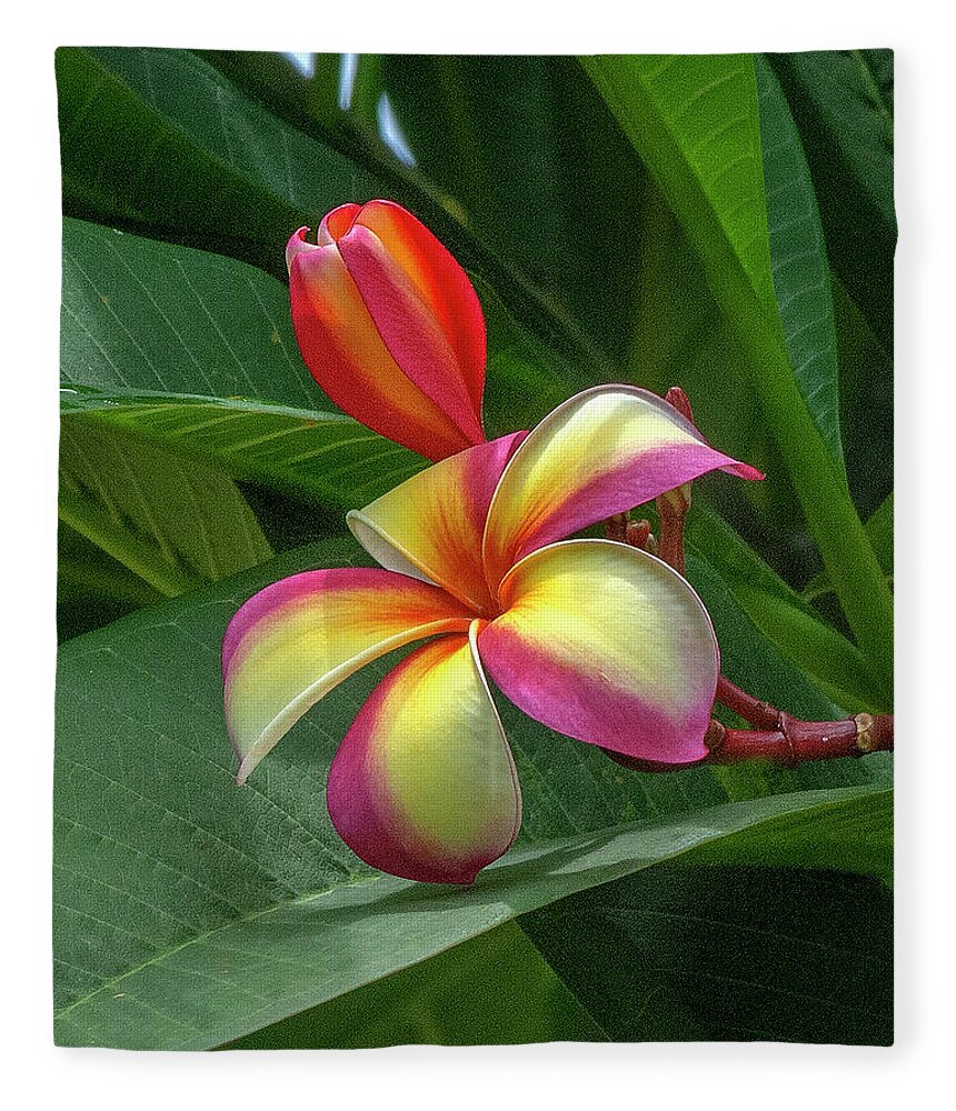 Scenic Fleece Blanket featuring the photograph Plumeria or Frangipani DTHB0109 by Gerry Gantt