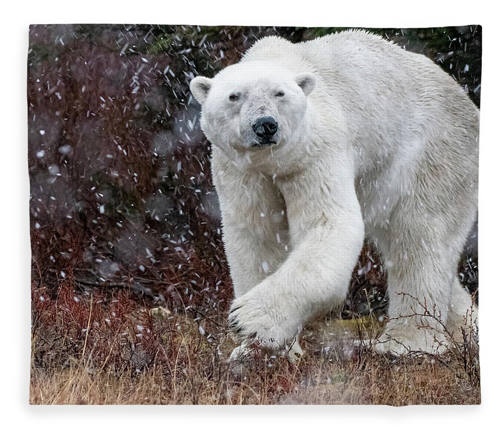 Polar Bear Fleece Blanket featuring the photograph Polar bear turning by Mark Hunter