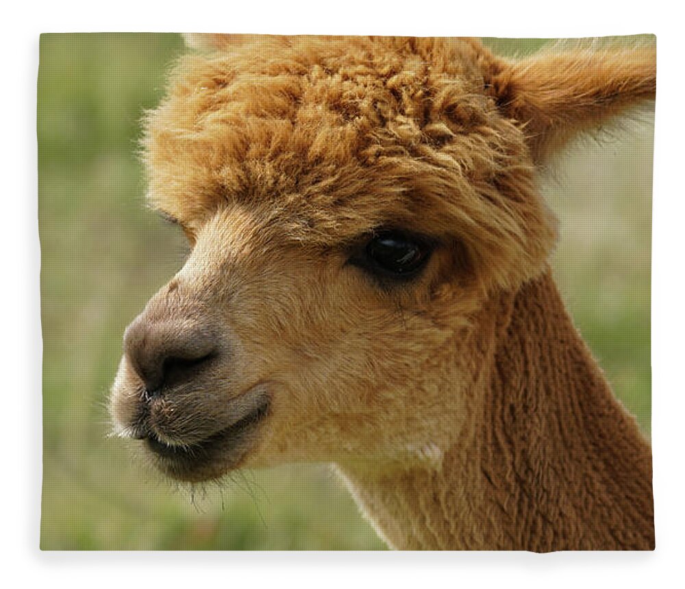 https://render.fineartamerica.com/images/rendered/default/flat/blanket/images/artworkimages/medium/3/portrai-of-a-red-headed-alpaca-moment-of-perception.jpg?&targetx=-274&targety=0&imagewidth=1501&imageheight=800&modelwidth=952&modelheight=800&backgroundcolor=764F28&orientation=1&producttype=blanket-coral-50-60