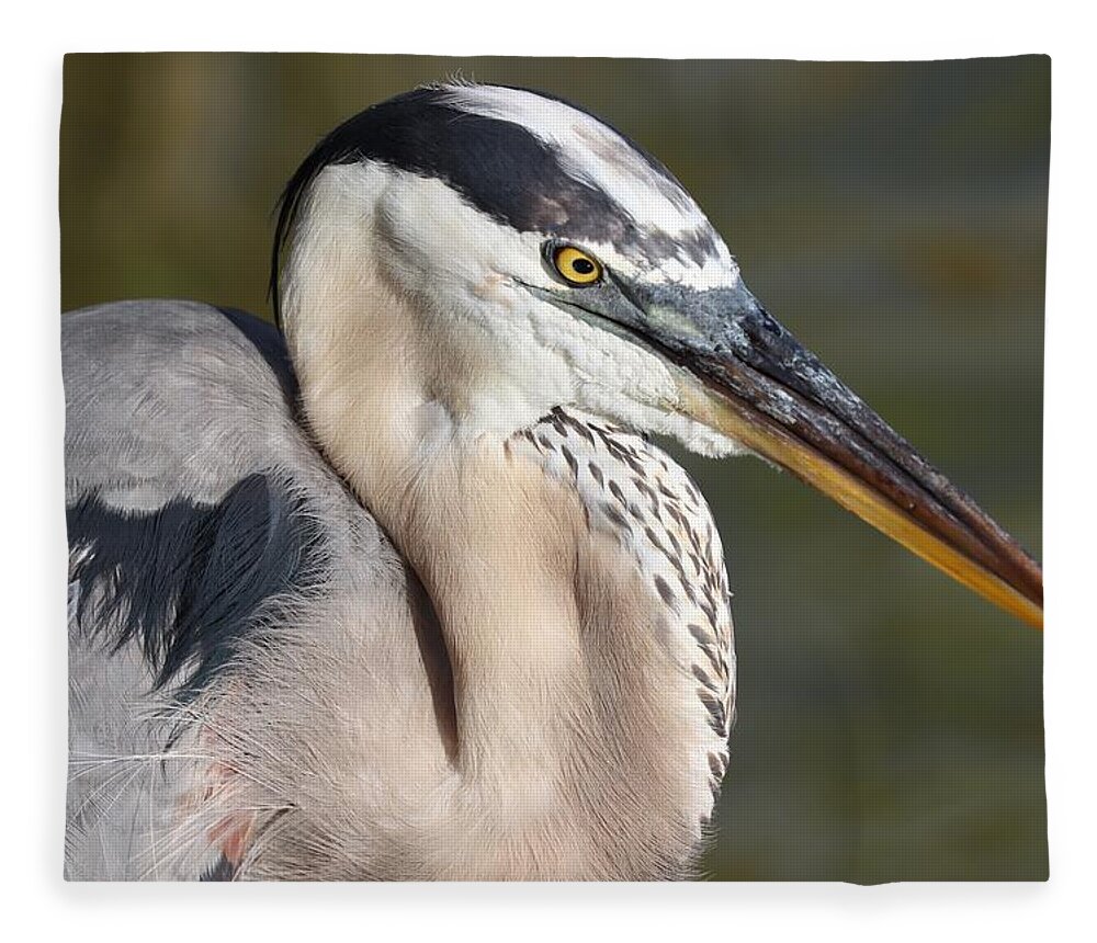 Blue Heron Fleece Blanket featuring the photograph Portrait of a Great Blue Heron by Mingming Jiang