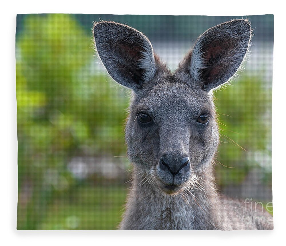Kangaroo Fleece Blanket featuring the photograph Portrait of a Wild Kangaroo II by Daniel M Walsh