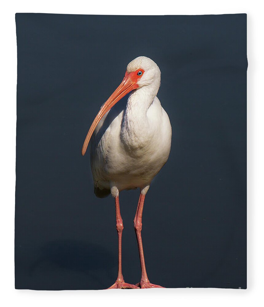 Ibis Fleece Blanket featuring the photograph Posing Ibis by Neala McCarten