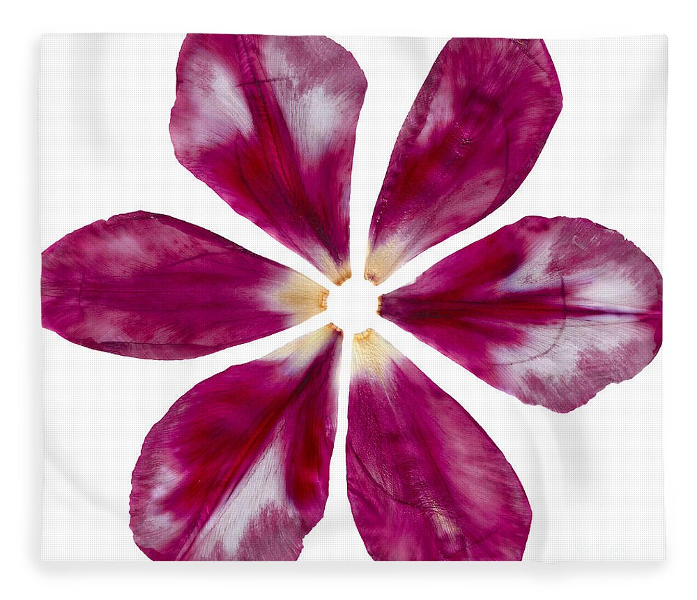 Pink Fleece Blanket featuring the photograph Pressed Pink Tulip Petals by Michelle Bien