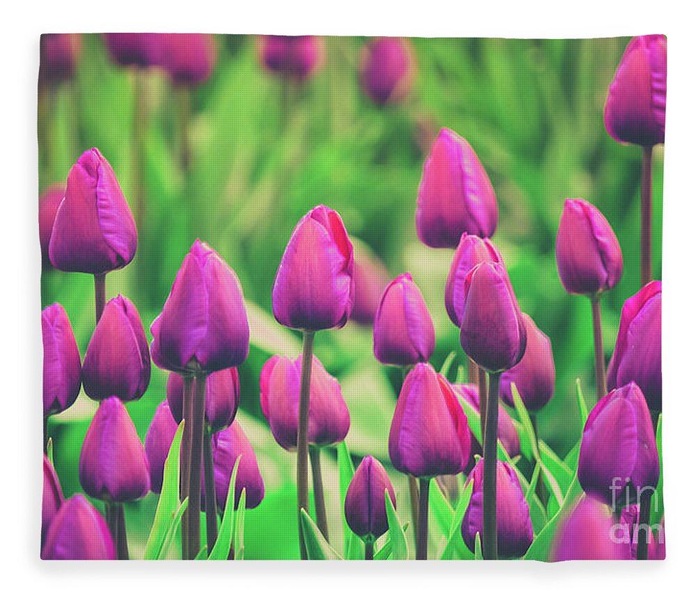 Tulips Fleece Blanket featuring the photograph Pretty Purple by Dheeraj Mutha