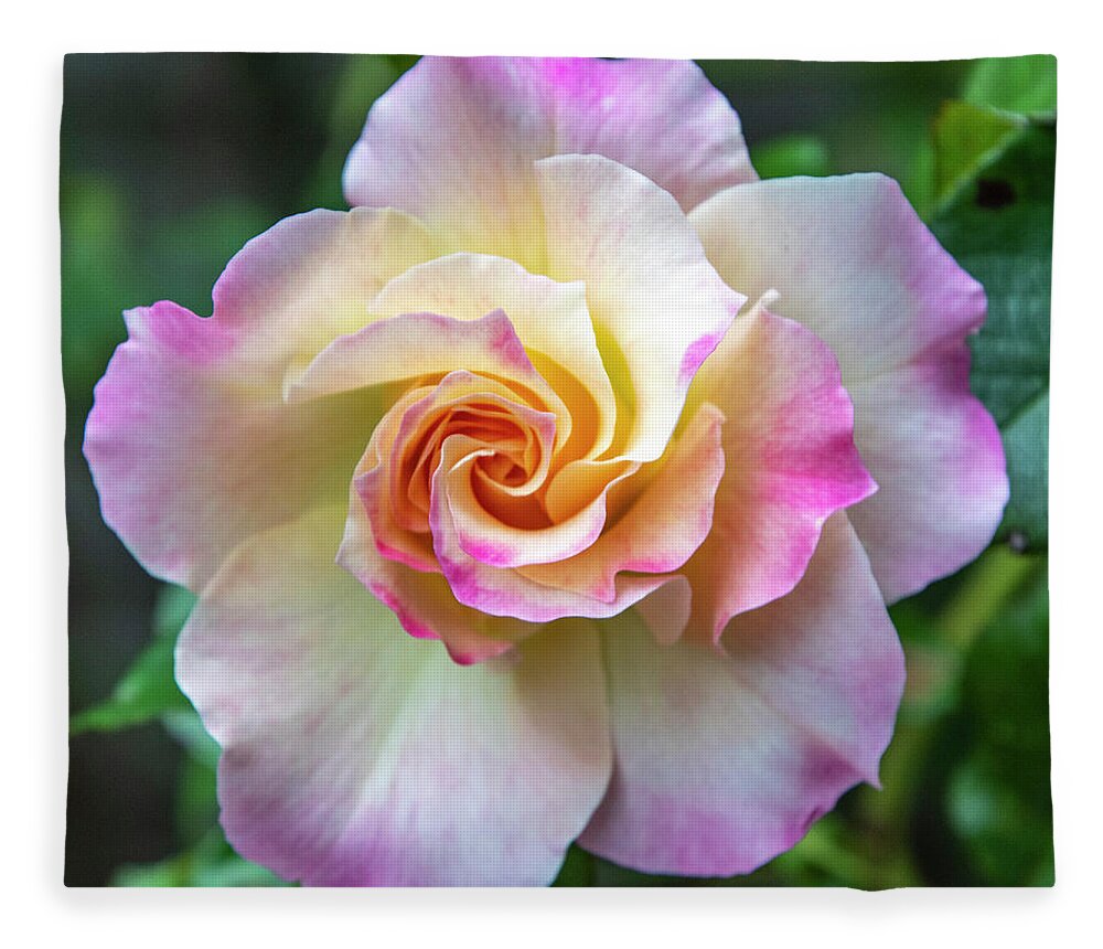 Flower Fleece Blanket featuring the photograph Pretty Rose by Cathy Kovarik