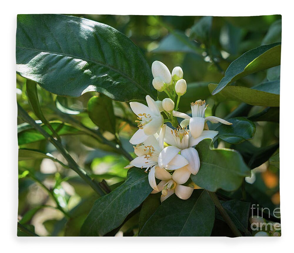Orange Blossom Fleece Blanket featuring the photograph Pretty white orange blossoms and green leaves by Adriana Mueller