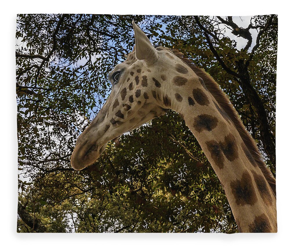 Africa Fleece Blanket featuring the photograph Profile of a Giraffe by Laura Hedien