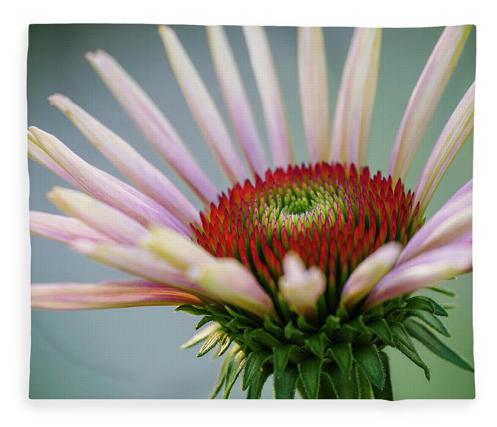 Echinacea Fleece Blanket featuring the photograph Purple Coneflower 3 by Todd Bannor