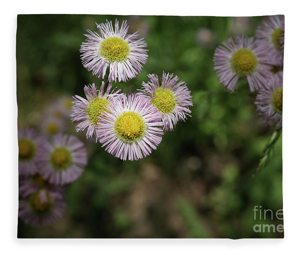 Daisy Fleece Blanket featuring the photograph Purple Daisies by Coral Stengel