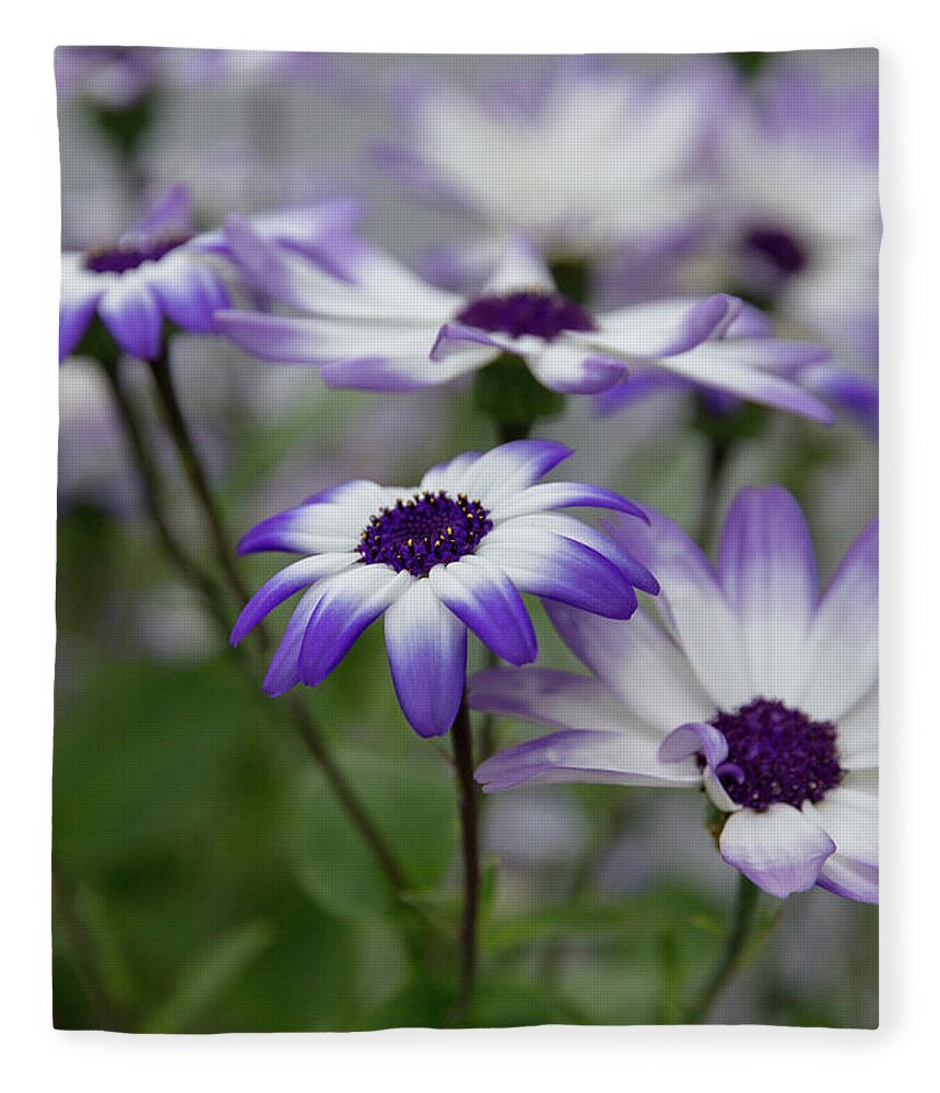 Flowers Fleece Blanket featuring the photograph Purple Daisies by Denise Kopko
