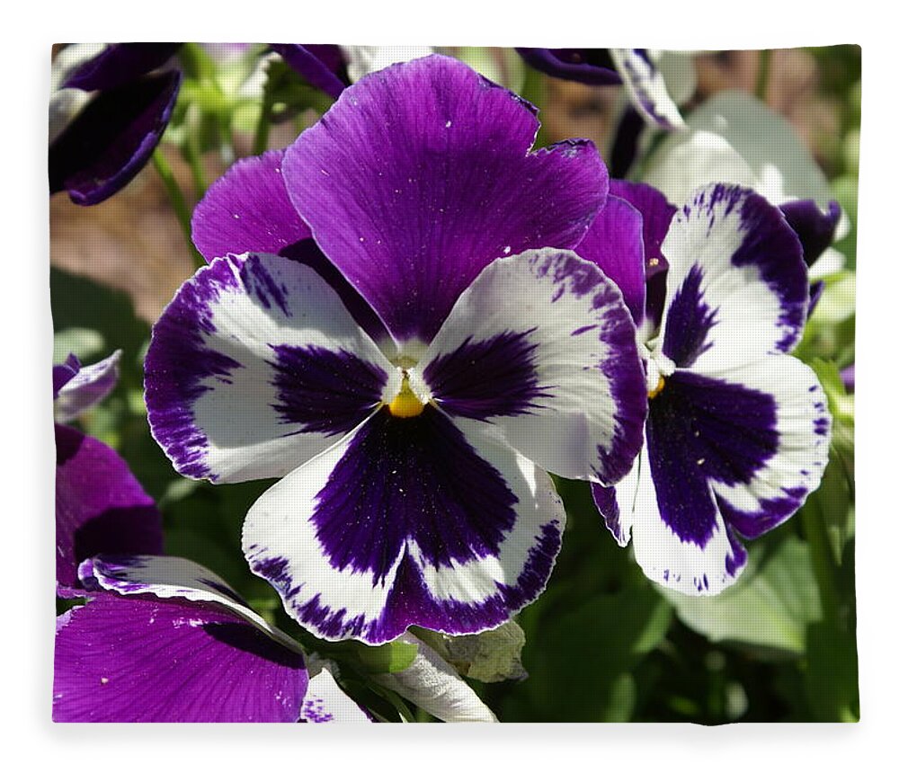  Fleece Blanket featuring the photograph Purple Pansy by Heather E Harman