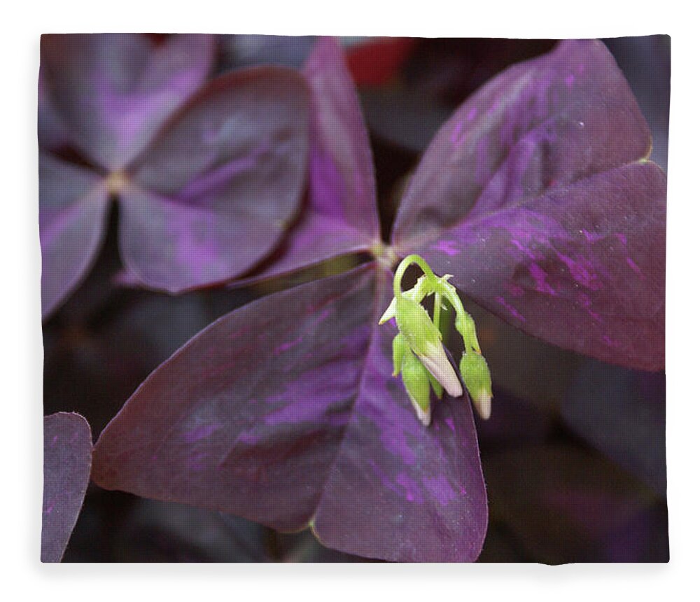  Fleece Blanket featuring the photograph Purple Shamrock Buds by Heather E Harman