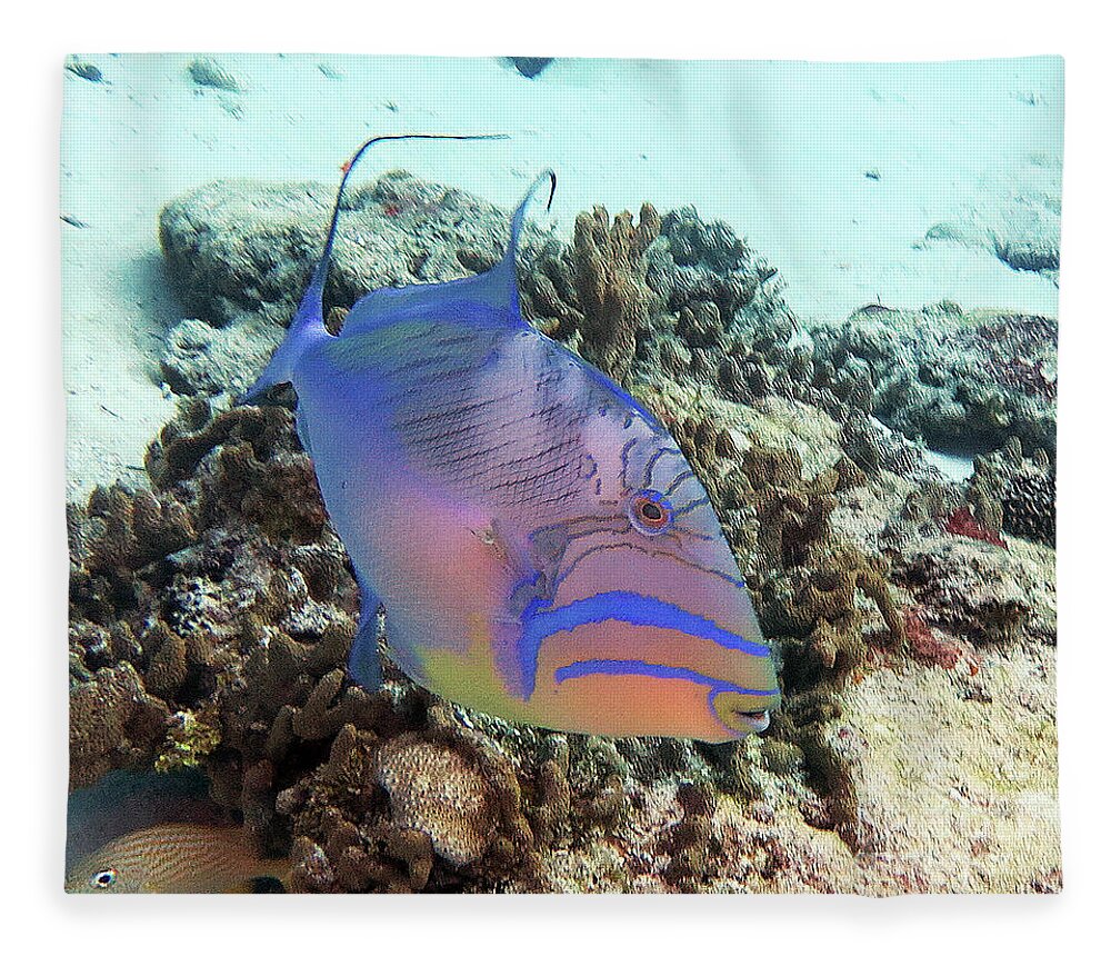 Underwater Fleece Blanket featuring the photograph Queen Triggerfish 4 by Daryl Duda