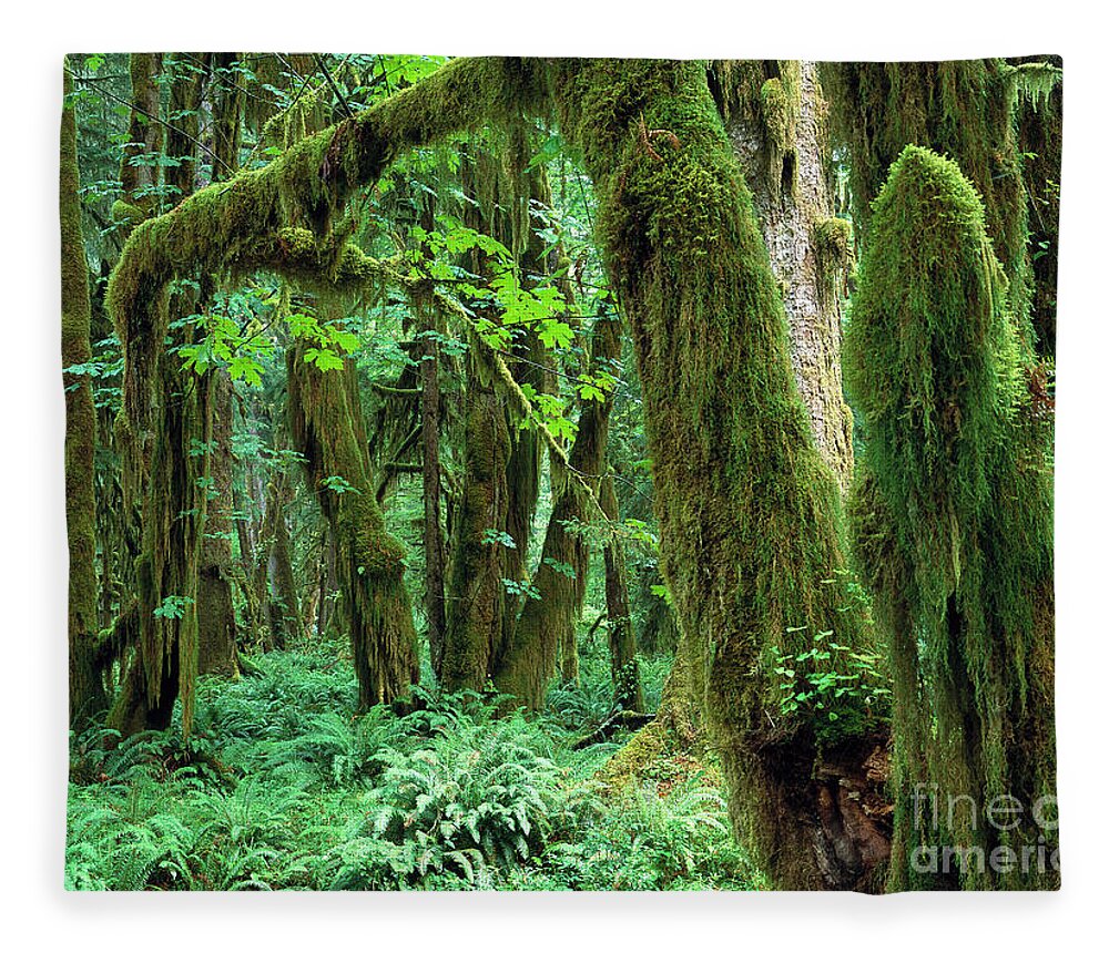 00173596 Fleece Blanket featuring the photograph Quinault Rain Forest by Tim Fitzharris