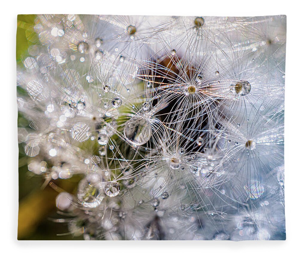 Rain Drops On Dandelion Fleece Blanket featuring the photograph Rain drops on dandelion by Lilia S