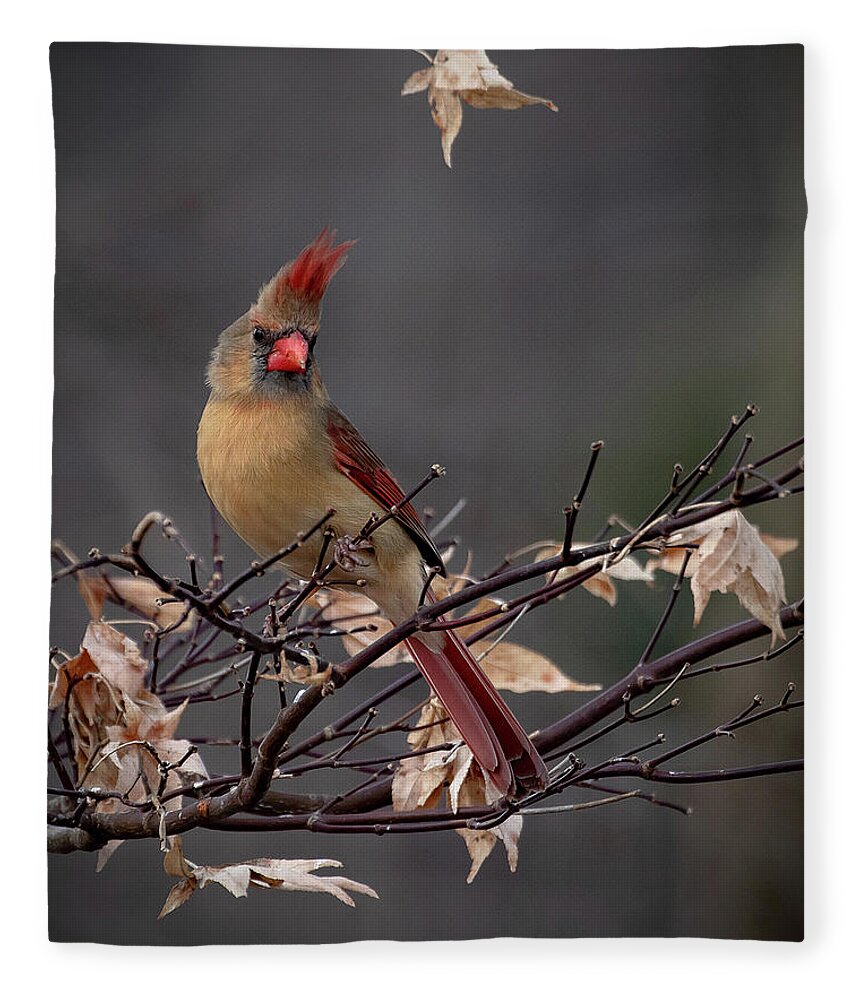 Cardinal Fleece Blanket featuring the photograph Rainy Day Cardinal by Mindy Musick King