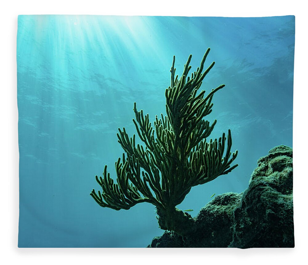 Bluewater Fleece Blanket featuring the photograph Reaching For The Light by Todd Tucker