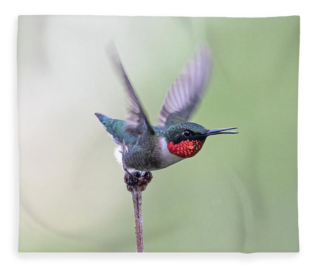 2021 Hummers Fleece Blanket featuring the photograph Ready For Liftoff by Lara Ellis