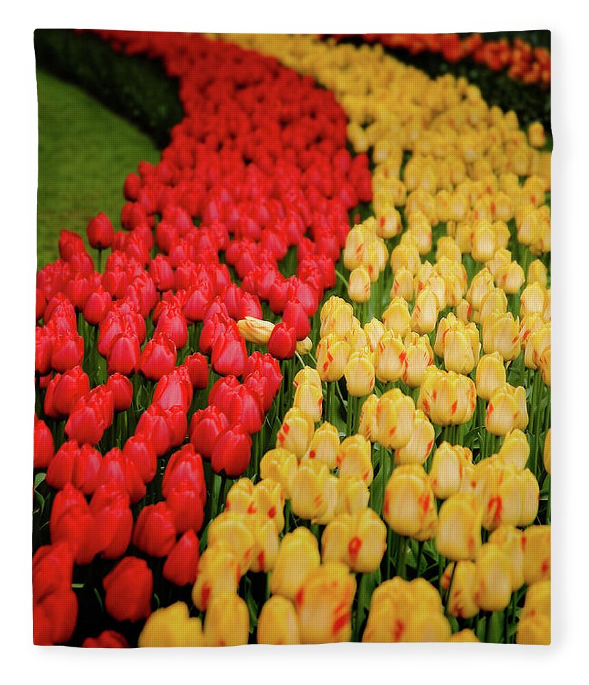 #holland #keukenhof #netherlands #tulip #galagan #edwardgalagan #edgalagan #nederland #dutch #top #topphotography #artphotography #artphotographer  #art #canon #flower #instagram Fleece Blanket featuring the photograph Red and Yellow by Edward Galagan