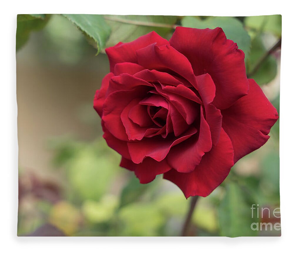 Red Rose Fleece Blanket featuring the photograph Red beauty in the garden by Adriana Mueller