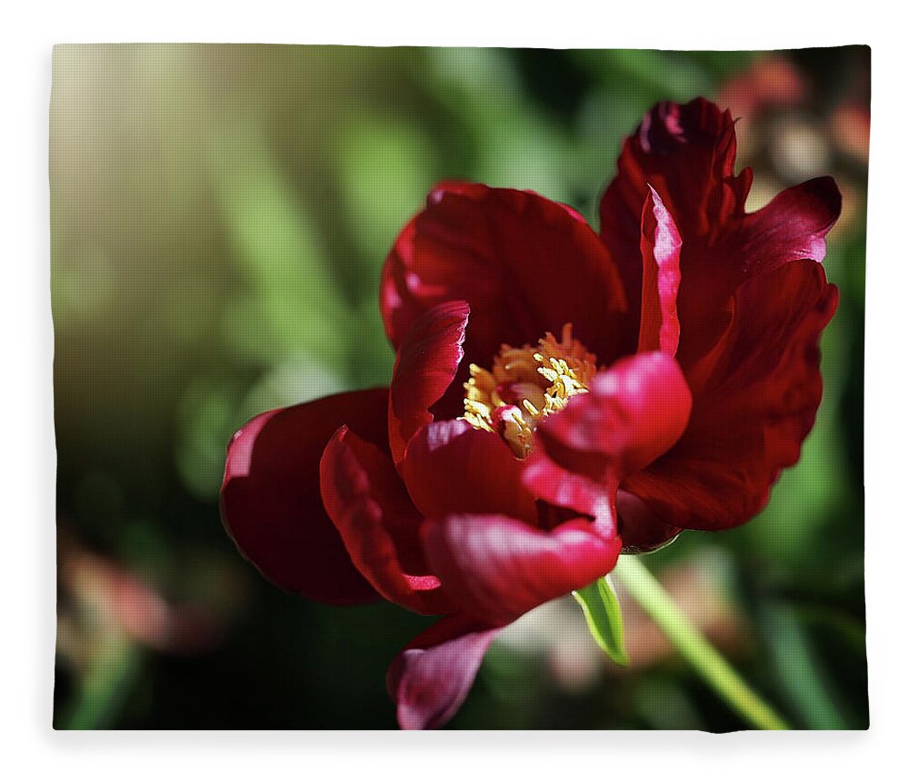  Fleece Blanket featuring the photograph Red Bloomer by Nicole Engstrom