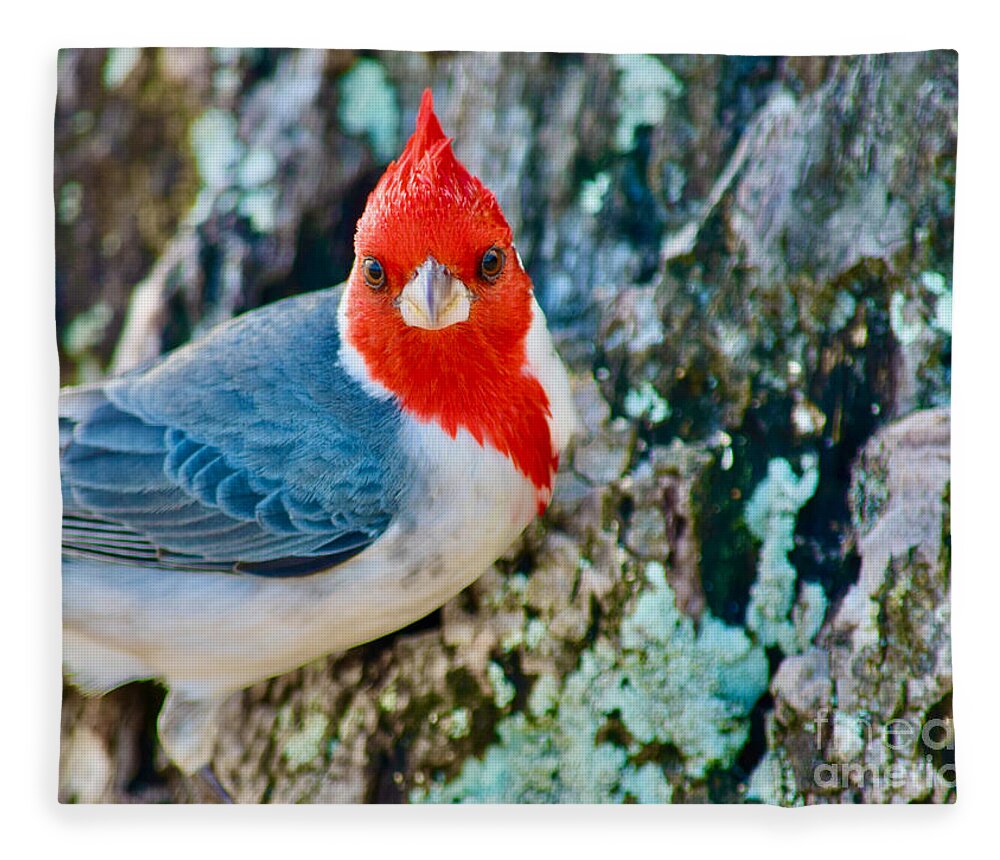 Red Crested Cardinal Fleece Blanket featuring the photograph Red Cardinal Beauty by Debra Banks