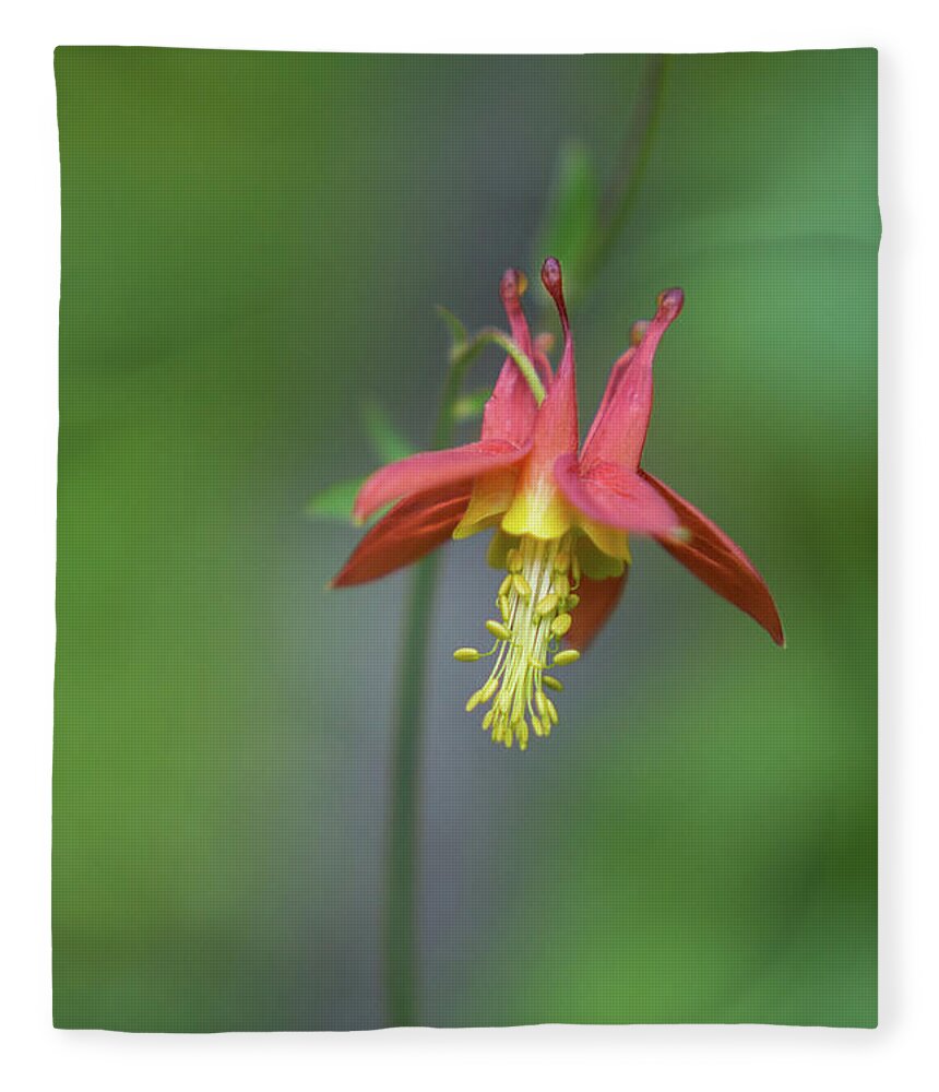 Plant Fleece Blanket featuring the photograph Red Columbine Wildflower in Olympic National Park by Nancy Gleason