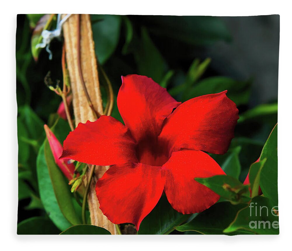 Red Fleece Blanket featuring the photograph Red Cypress Vine by Diana Mary Sharpton