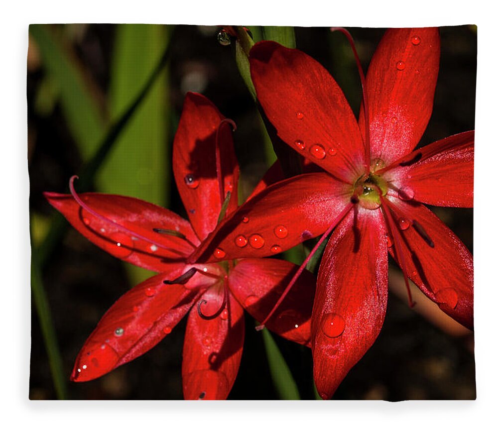 Red Fleece Blanket featuring the photograph Red by Doug Scrima