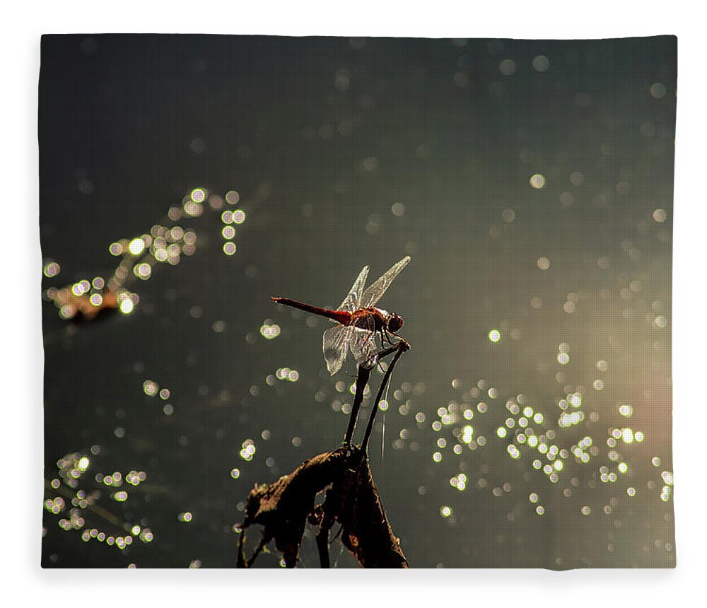 Insects Fleece Blanket featuring the photograph Red Dragon by Marcus Jones